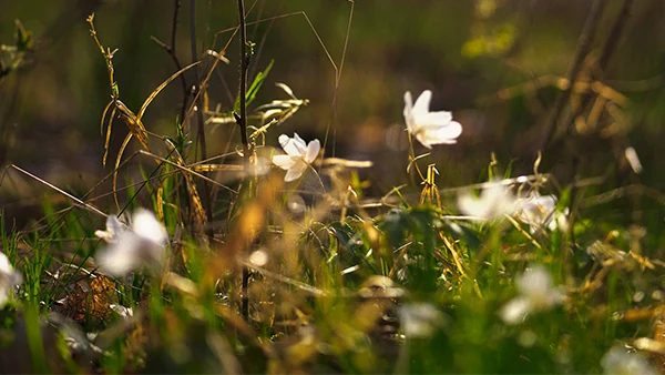 Blomster, skovbund, sommer, sol, natur